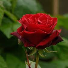 Fresh Red Rose